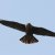 Falco peregrinus